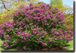 Lilacs